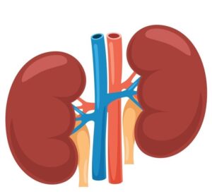 Kidney Function (Renal)