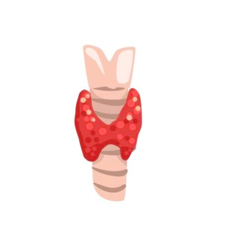 Thyroid